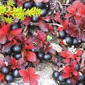 Arctostaphylos alpinus (2)